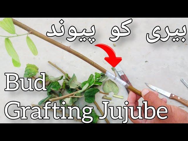 Grafting Jujube Trees||How To Graft Apple Bair Step By Step||Bud Grafting Techniques in fruit plant