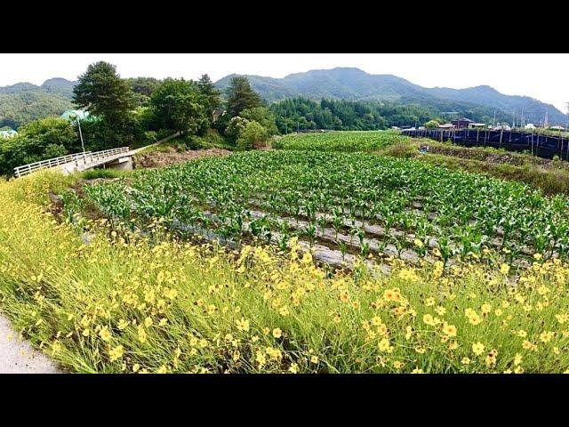 강원도 횡성부동산 싼땅 횡성토지매매 [강원도 횡성군 공근면부동산] #횡성계곡땅매매