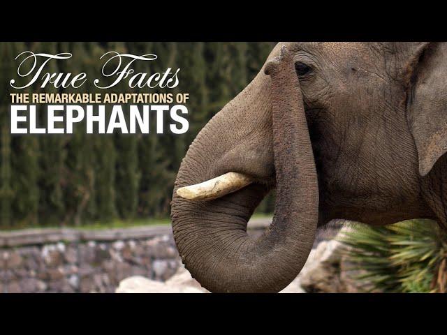 True Facts: Elephants