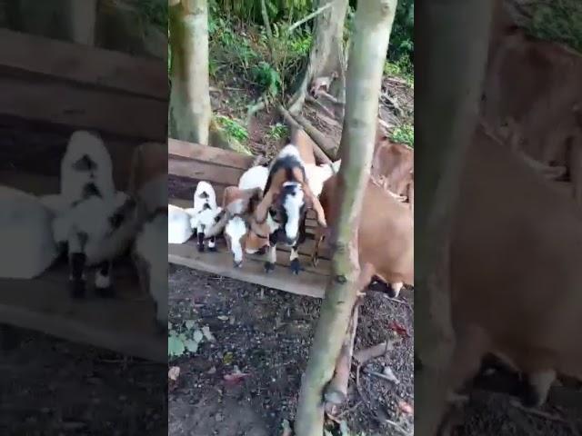 Mga alagang kambing ni kumpare