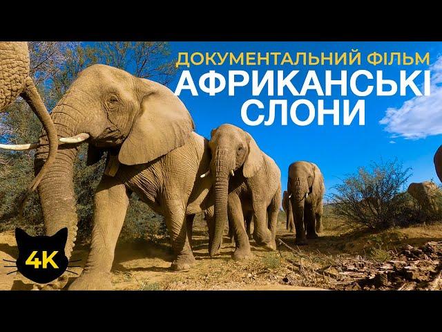 Африканські слони - Цікаві факти про величних тварин Африки - Документальний фільм про природу в 4К