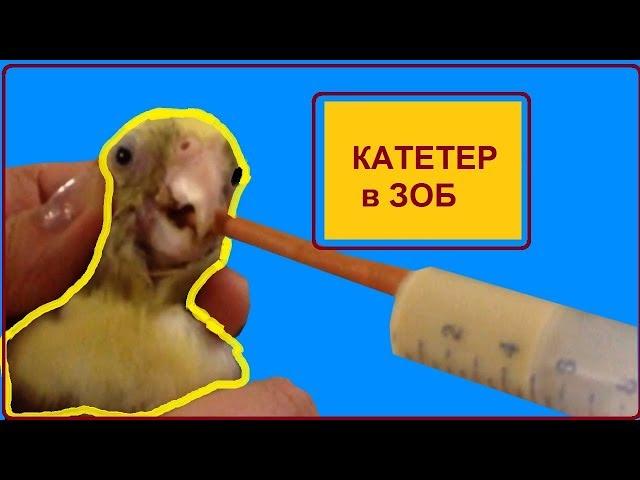 Как принудительно кормить попугая. Трубка для кормления попугая напрямую в зоб. Инструкция
