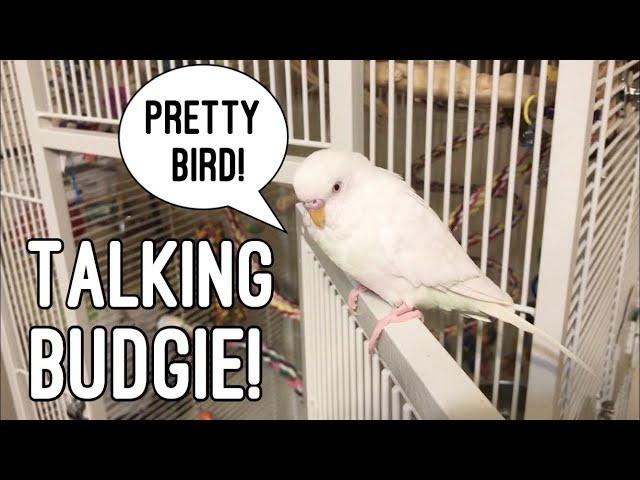 1 minute of Pearl Talk with subtitles! | Adorable Talking Budgie