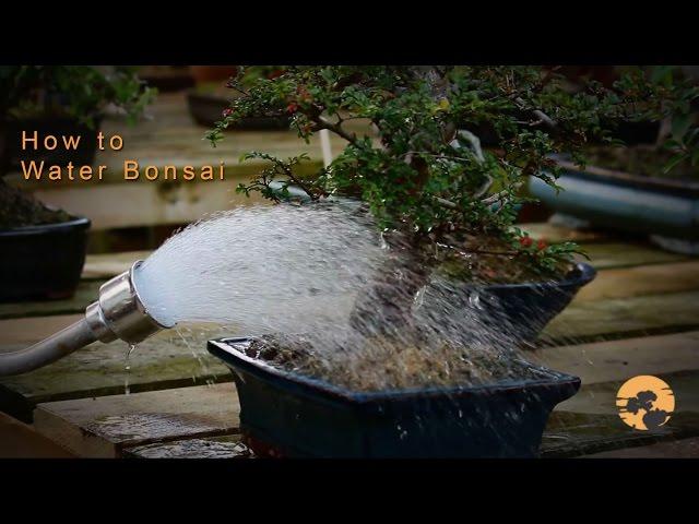 08) Bonsai Trees for beginners Series: Watering Bonsai Trees
