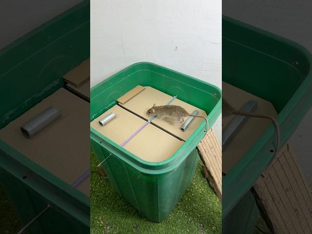 Best mouse trap at home // easy mouse trap at home #rattrap #mousetrap #rat