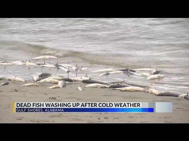 What's that smell? Here's why thousands of dead fish are washing up along Alabama's coast