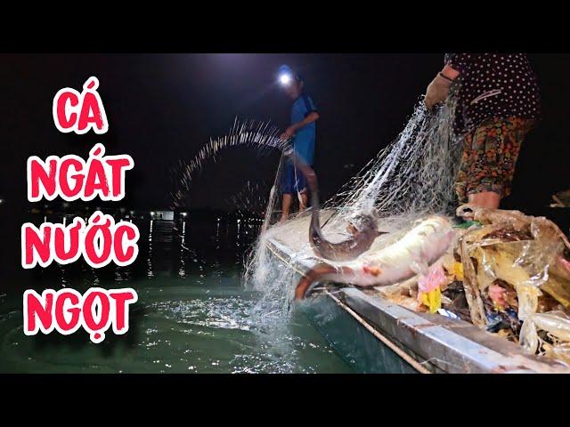 Ngày Hội Cá Ra Sông , Hốt Cặp Cá Ngát To Đùng | #66TV #fishing