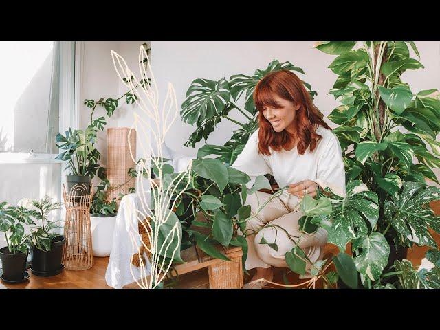 make your house plants thrive indoor plants care tips & hacks