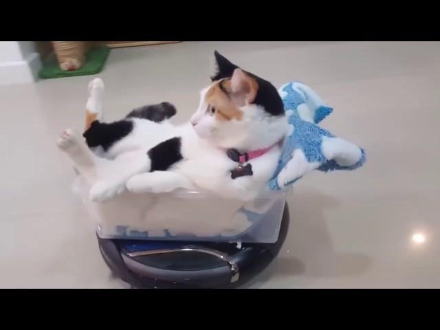 Low Rider, Cat on a Roomba
