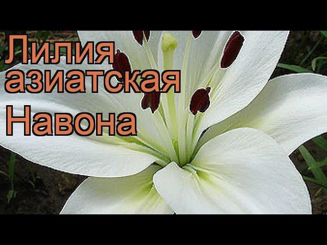 Лилия азиатская Навона (lilium asiatic navona)  Навона обзор: как сажать, луковицы лилии Навона