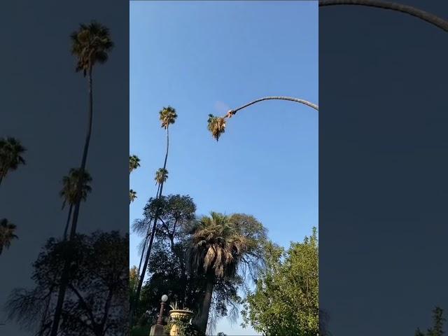Man cutting a 100-foot Californian Palm Tree What do you think?  #dangerous #tree #shorts
