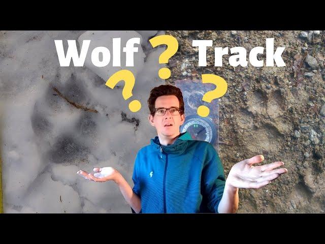 How to identify a wolf track: grey wolf track identification - Canis lupus