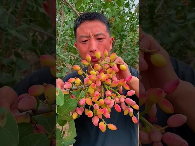 Picking pistachios#farming#enjoyrurallife#nature#rurallife#vegetables#ruralharvest#agriculture