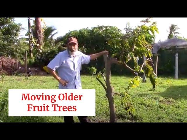 Transplanting Fruit Trees