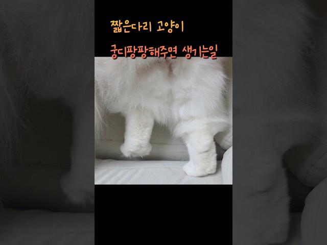 짧은 다리 고양이 궁디팡팡 해주면?            #cat #고양이웃긴영상 #고양이 #고양이일상 #귀여운냥이 #귀여운고양이 #궁디팡팡 #내이름은김설기