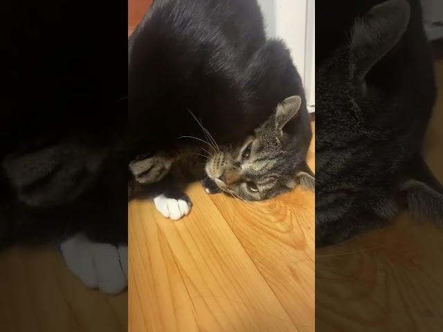 #shorts 사이가 너무 좋은 고등어와 턱시도 남매냥이 