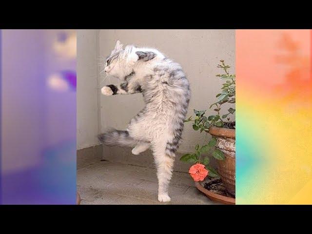 Funniest Cats Dancing to Music