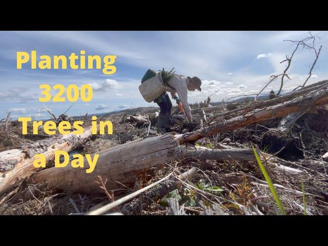 Tree Planting in British Columbia, Canada