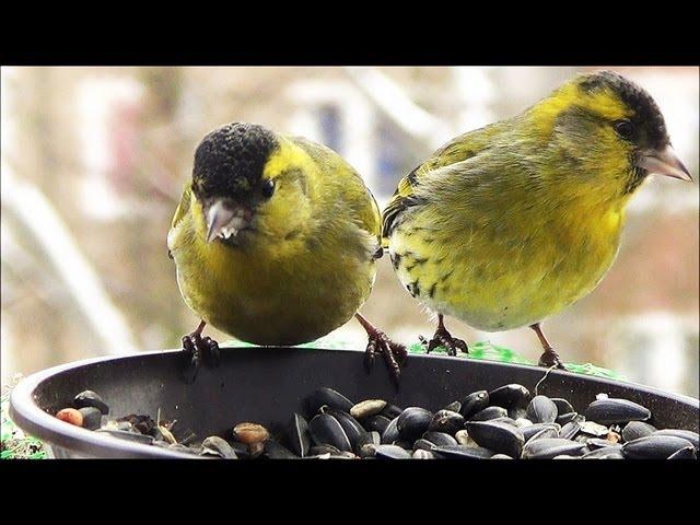 Vögel im Winter ganz nah