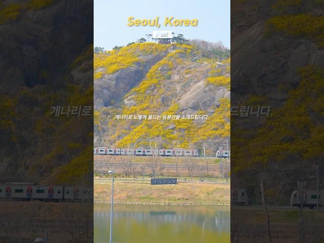 봄이 오고 개나리가 만개하면 당장 가야할 개나리 명소 응봉산!