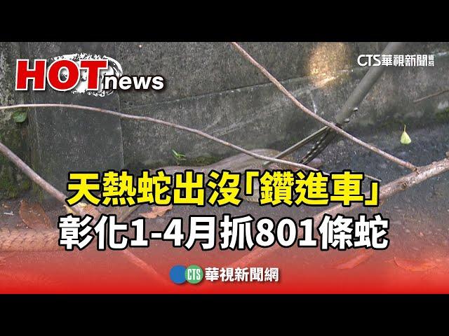 天熱蛇出沒「鑽進車」　彰化1-4月抓801條蛇｜華視新聞 20250523 @CtsTw