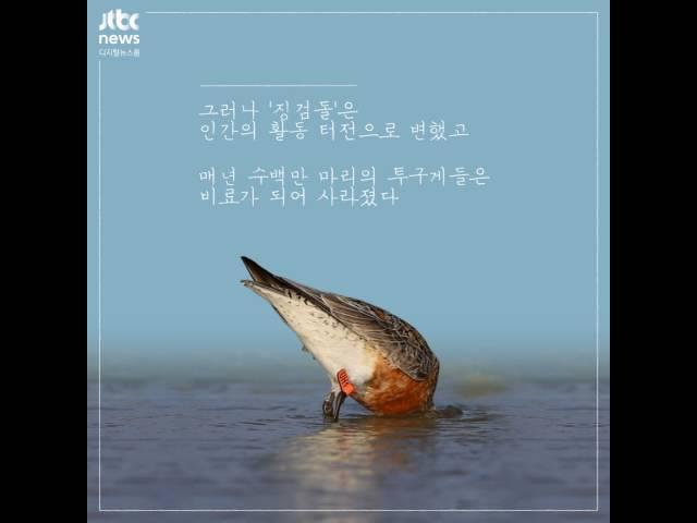 문버드