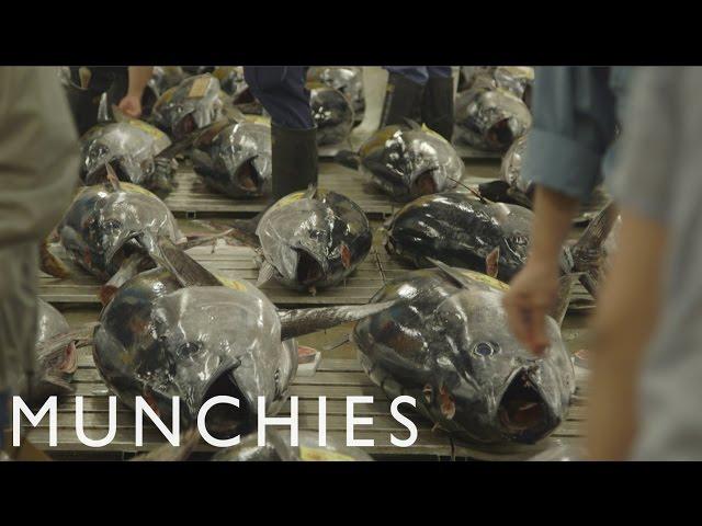 Appetite for Destruction: Eating Bluefin Tuna Into Extinction