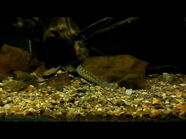 (Mastacembelus Armatus) Мастацембел, слегка голоден)
