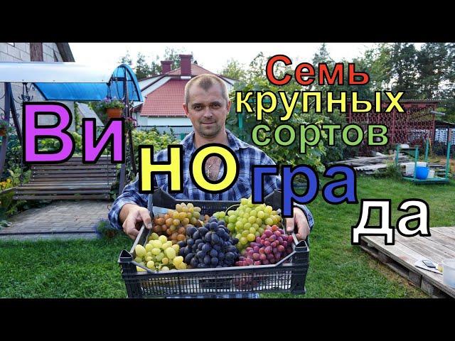 Виноград .Семь крупных сортов винограда для открытого грунта.