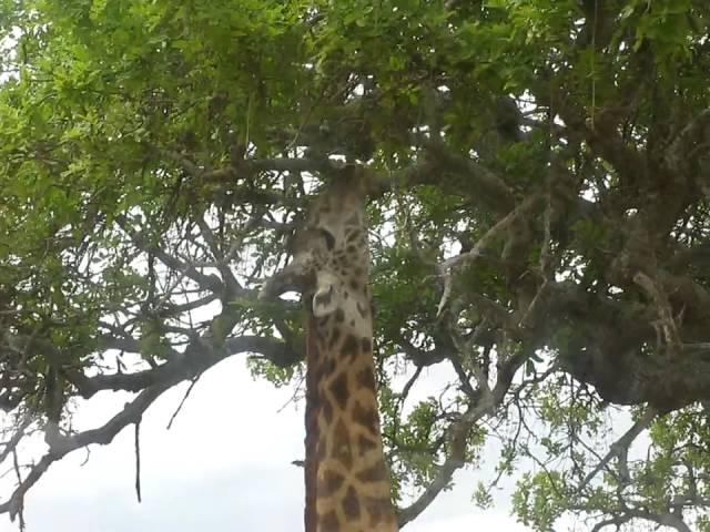 Giraffe's Tongue--Tarangire