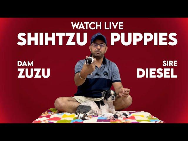 Presenting New Shihtzu Puppies of Dam - Zuzu & Sire - Diesel of Sri Sai Pet World