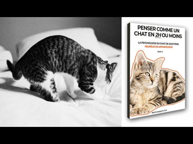 Penser Comme Un Chat En 2h Ou Moins Review 2018