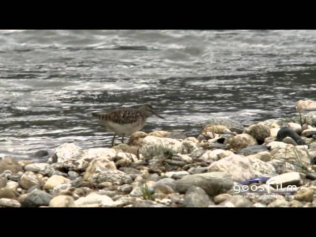 Auenlandschaften in Südtirol - geosfilm HD