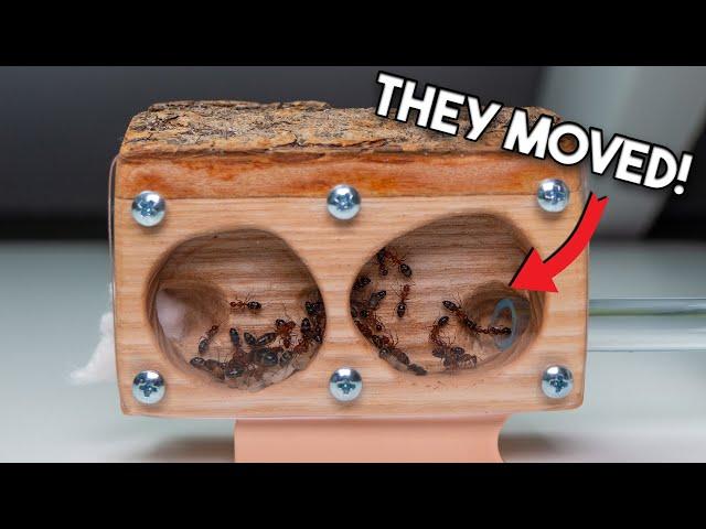 Moving My Camponotus Decipiens Ant Colony Inside a New Foranto Wooden Ant Nest