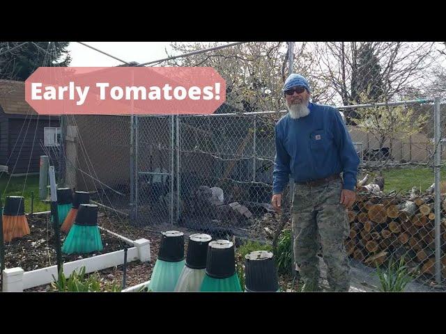 How to Grow Tomatoes Earlier With Dan Owen