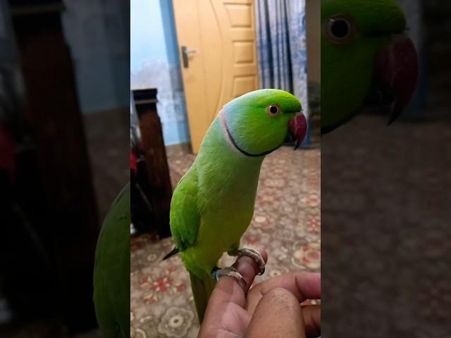 #funny #parrot #talkingparrot #comedy #greenparrot #alexandrine #talkingparot #petbird #birds