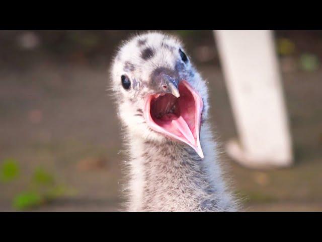 21 Days with a Baby Seagull (Mew Gull) - short documentary of a seagull from nestling to fledgling