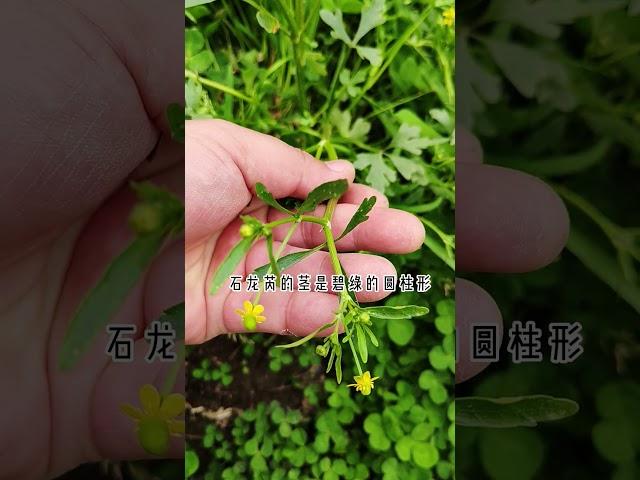 石龙芮 Ranunculus sceleratus#biology #plants #botany