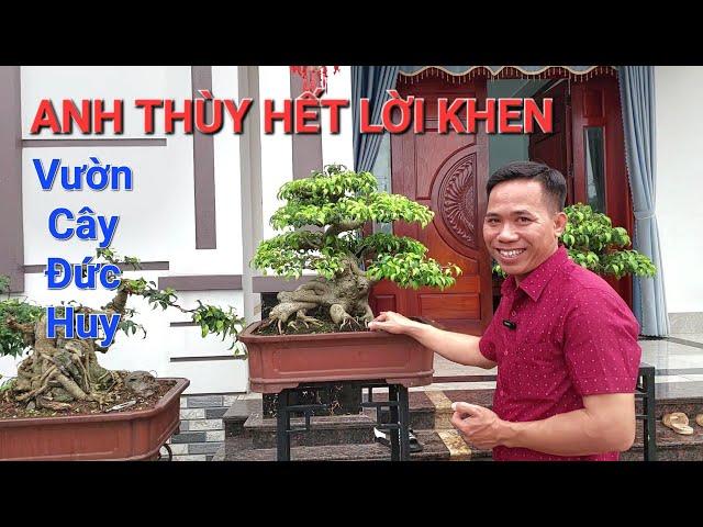 Anh THÙY HP thăm vườn Bonsai ĐỨC HUY * GIẬT MÌNH với tốc độ PHÁT TRIỂN của vườn & từng TP .