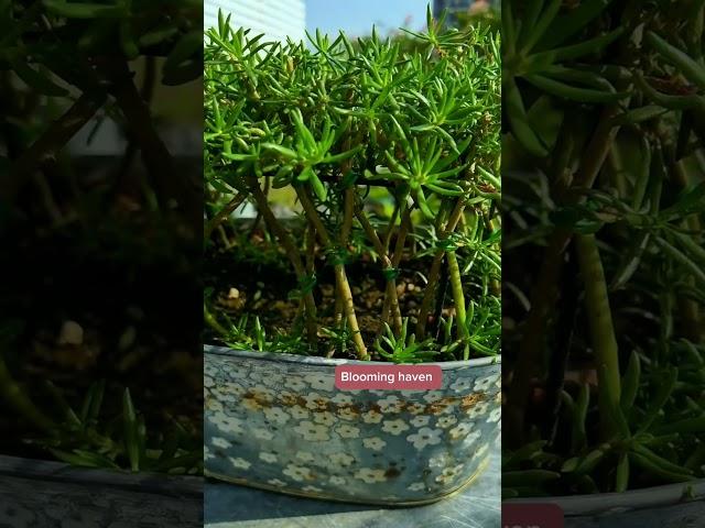 Pruning portulaca flower #shorts #flowers