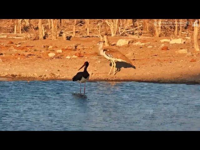 Bocian czarny w Afryce - Namibia -  19 09 2024