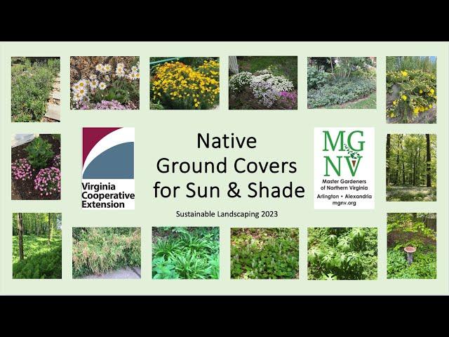 Native Ground Covers, updated 2023