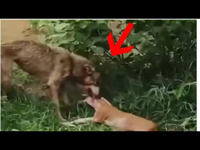 Lone wolf attacks a dog!!!