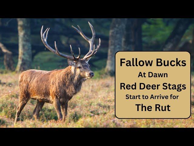 Fallow Deer and Red Deer Stag - The Rut is Fast Approaching!