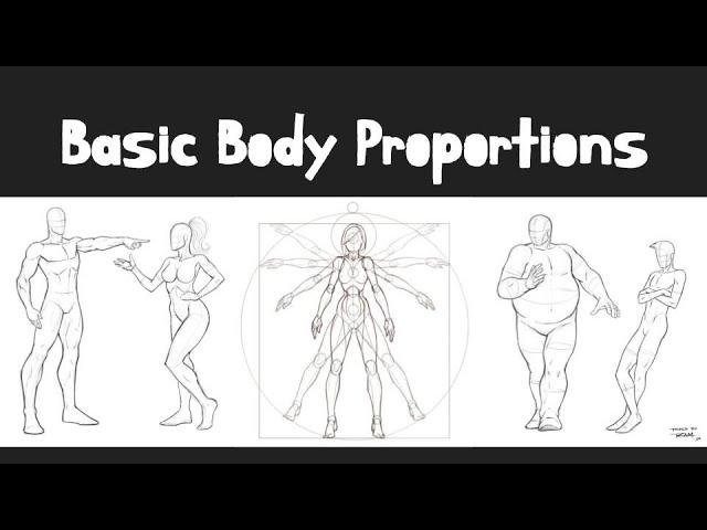 Basic Body Proportions