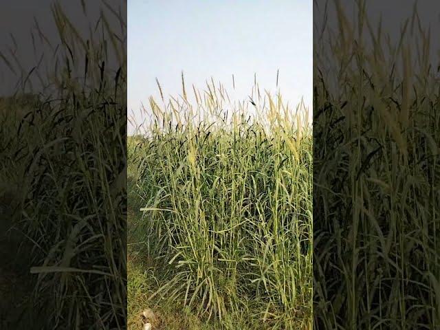 Millet field in Karachi| Asa Das Hay Mara| Beautiful Karachi| Bajra Ka Khait| Shorts