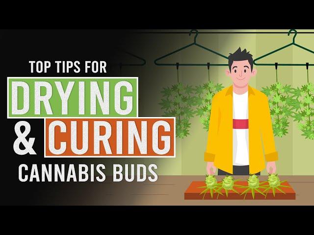 Tips to Help you Dry & Cure your Cannabis!