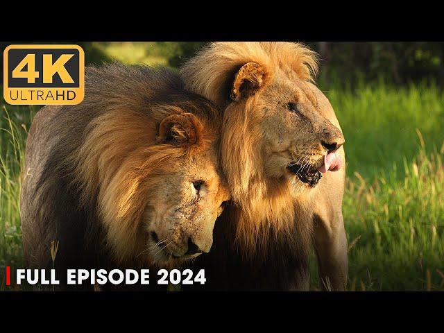 The Legend of the Lion Brothers | 4K UHD | Nature Animal Documentary