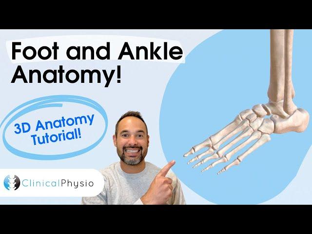 Foot and Ankle Anatomy 101 | Expert Physio guides you through 3D Anatomy of Foot and Ankle!