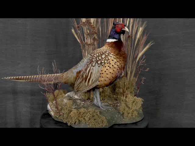 How to Build a Bird Habitat | Taxidermy Supply | Scenes-n-Nature®